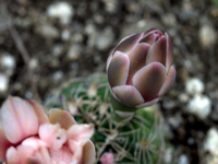 Gymnocalycium calochlorum