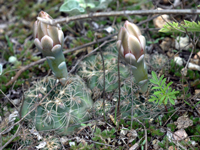 Gymnocalycium calochlorum