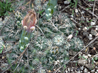 Gymnocalycium calochlorum