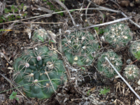 Gymnocalycium calochlorum