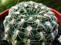 Gymnocalycium calochlorum