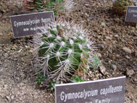 Gymnocalycium mostii