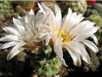 Gymnocalycium capillaense