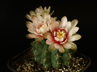 Gymnocalycium capillaense