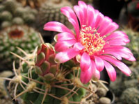 Gymnocalycium carminanthum