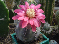 Gymnocalycium carminanthum