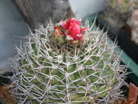 Gymnocalycium carminanthum