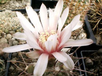 Gymnocalycium castellanosii