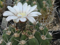 Gymnocalycium castellanosii