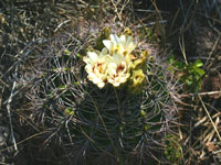 Gymnocalycium mostii