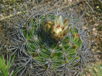 Gymnocalycium mostii