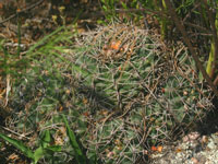 Gymnocalycium mostii