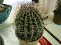 Gymnocalycium delaetii