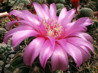 Gymnocalycium denudatum