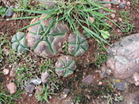 Gymnocalycium denudatum