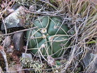 Gymnocalycium denudatum