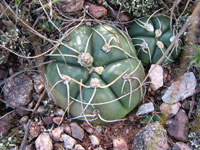 Gymnocalycium denudatum