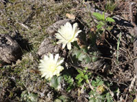 Gymnocalycium denudatum