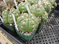 Gymnocalycium denudatum