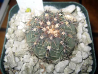 Gymnocalycium erinaceum