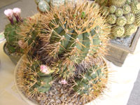 Gymnocalycium eurypleurum