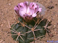 Gymnocalycium eurypleurum