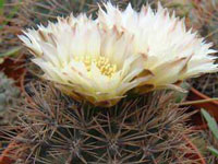 Gymnocalycium gibbosum