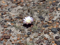 Gymnocalycium gibbosum