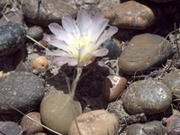 Gymnocalycium gibbosum