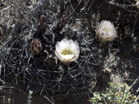 Gymnocalycium gibbosum