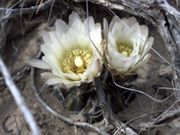 Gymnocalycium gibbosum