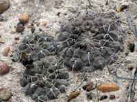 Gymnocalycium gibbosum