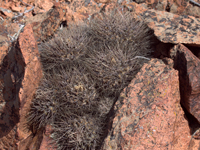 Gymnocalycium gibbosum