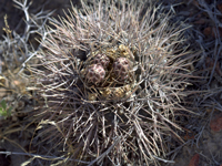 Gymnocalycium gibbosum