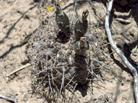 Gymnocalycium gibbosum