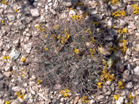 Gymnocalycium glaucum