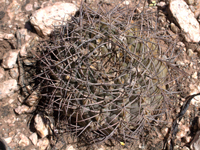 Gymnocalycium glaucum