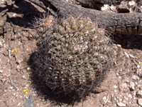 Gymnocalycium glaucum