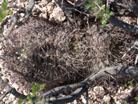 Gymnocalycium glaucum