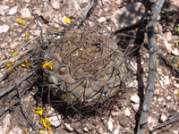 Gymnocalycium glaucum