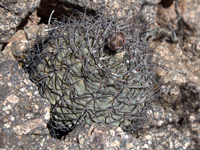 Gymnocalycium glaucum