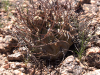 Gymnocalycium glaucum