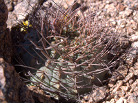 Gymnocalycium glaucum