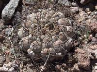 Gymnocalycium glaucum