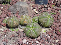 Gymnocalycium horstii