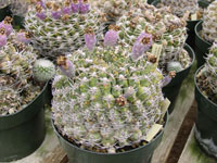 Gymnocalycium hossei