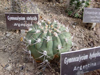 Gymnocalycium hybopleurum