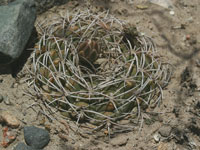 Gymnocalycium hybopleurum