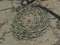 Gymnocalycium hybopleurum