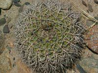 Gymnocalycium hybopleurum